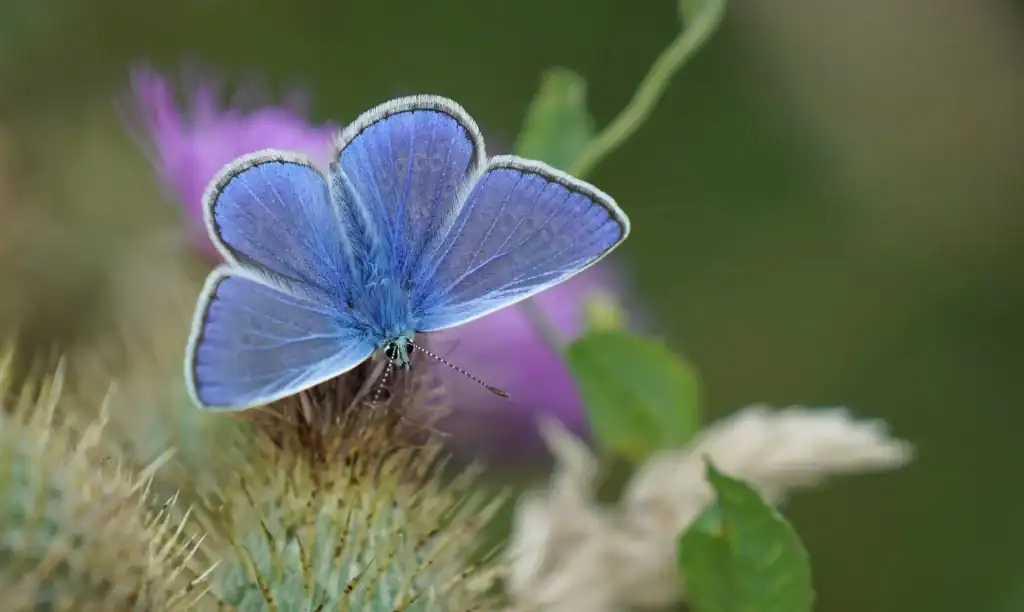 Blauer Schmetterling auf einer Blüte – Symbol für die Transformation in den Wechseljahren